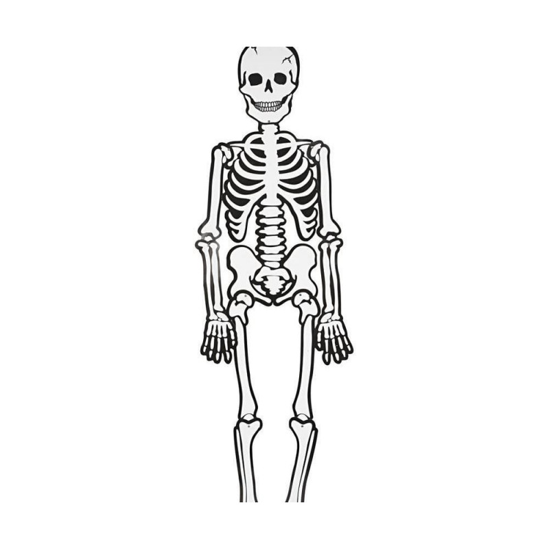 Skeleton CC 23592