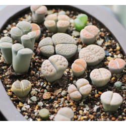 10 semen sukulentů Lithops "živé kamínky", mix exotické a vzácné sukulenty domácí rostliny dekorace