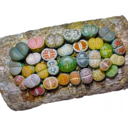 10 semen sukulentů Lithops "živé kamínky", mix exotické a vzácné sukulenty domácí rostliny dekorace