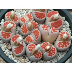 10 semen sukulentů Lithops "živé kamínky", Lithops Karasmontana Red Top exotické a vzácné sukulenty domácí rostliny dekorace