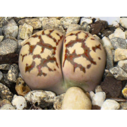 10 semen sukulentů Lithops "živé kamínky", Lithops Dorotheae C124 exotické a vzácné sukulenty domácí rostliny dekorace