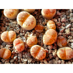 10 semen sukulentů Lithops "živé kamínky", Lithops Dorotheae C124 exotické a vzácné sukulenty domácí rostliny dekorace