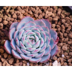 10 semen sukulentů Echeveria Secunda Puebla exotické a vzácné sukulenty domácí rostliny dekorace