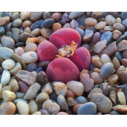 10 semen sukulentů Lithops "živé kamínky", Lithops Optica Rubra exotické a vzácné sukulenty domácí rostliny dekorace