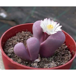 10 semen sukulentů Lithops "živé kamínky", Lithops Optica Rubra exotické a vzácné sukulenty domácí rostliny dekorace