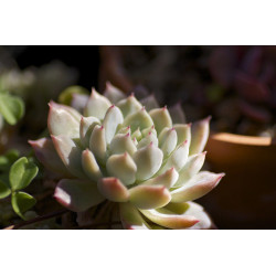 10 semen sukulentů Echeveria Prolifica exotické a vzácné sukulenty domácí rostliny dekorace