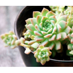 10 semen sukulentů Echeveria Prolifica exotické a vzácné sukulenty domácí rostliny dekorace