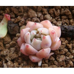 10 semen sukulentů Echeveria Prolifica exotické a vzácné sukulenty domácí rostliny dekorace