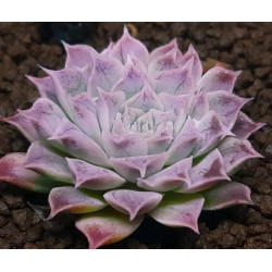 10 semen sukulentů Echeveria Halbingeri San Joaquin exotické a vzácné sukulenty domácí rostliny dekorace