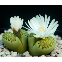 10 semen sukulentů Lithops "živé kamínky", Lithops Julii Fulleri exotické a vzácné sukulenty domácí rostliny dekorace