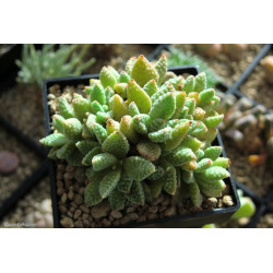 10 semen sukulentů Crassula Ausensis Titanopsis exotické a vzácné sukulenty domácí rostliny dekorace