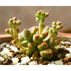 10 semen sukulentů Crassula Ausensis Titanopsis exotické a vzácné sukulenty domácí rostliny dekorace