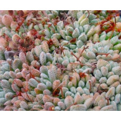 10 semen sukulentů Crassula Ausensis Titanopsis exotické a vzácné sukulenty domácí rostliny dekorace