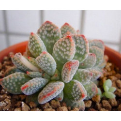 10 semen sukulentů Crassula Ausensis Titanopsis exotické a vzácné sukulenty domácí rostliny dekorace