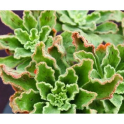 10 semen sukulentů Aeonium Smithii exotické a vzácné sukulenty domácí rostliny dekorace