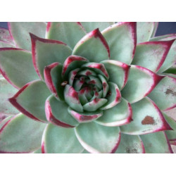 10 semen sukulentů Echeveria Agavoides Ebony exotické a vzácné sukulenty domácí rostliny dekorace