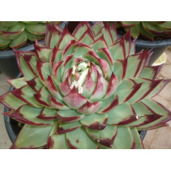 10 semen sukulentů Echeveria Agavoides Ebony exotické a vzácné sukulenty domácí rostliny dekorace