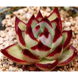 10 semen sukulentů Echeveria Agavoides Ebony exotické a vzácné sukulenty domácí rostliny dekorace