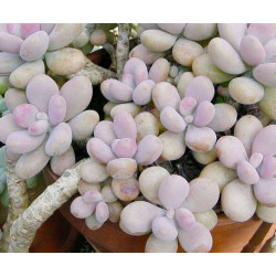 10 semen sukulentů Pachyphytum Glutinicaule Vista Hermosa exotické a vzácné sukulenty domácí rostliny dekorace