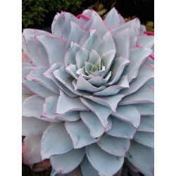 10 semen sukulentů Echeveria Cante Fresnillo exotické a vzácné sukulenty domácí rostliny dekorace