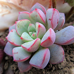 10 semen sukulentů Echeveria Subcorymbosa Juxtlahuaca exotické a vzácné sukulenty domácí rostliny dekorace