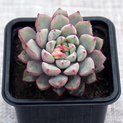 10 semen sukulentů Echeveria Subcorymbosa Juxtlahuaca exotické a vzácné sukulenty domácí rostliny dekorace