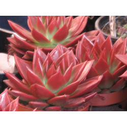 10 semen sukulentů Echeveria Agavoides Romeo Rubin exotické a vzácné sukulenty domácí rostliny dekorace