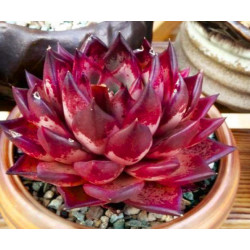 10 semen sukulentů Echeveria Agavoides Romeo Rubin exotické a vzácné sukulenty domácí rostliny dekorace