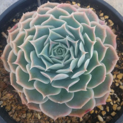 10 semen sukulentů Echeveria Simulans Laguna Sanchez exotické a vzácné sukulenty domácí rostliny dekorace