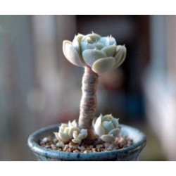 10 semen sukulentů Echeveria Runyonii San Carlos exotické a vzácné sukulenty domácí rostliny dekorace