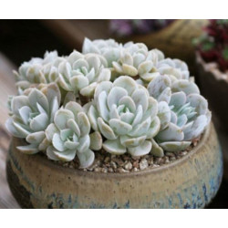 10 semen sukulentů Echeveria Runyonii San Carlos exotické a vzácné sukulenty domácí rostliny dekorace