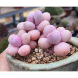 10 semen sukulentů Graptopetalum Amethystinum exotické a vzácné sukulenty domácí rostliny dekorace