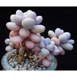 10 semen sukulentů Graptopetalum Amethystinum exotické a vzácné sukulenty domácí rostliny dekorace