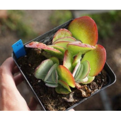 10 semen sukulentů Kalanchoe Rotundifolia exotické a vzácné sukulenty domácí rostliny dekorace