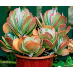 10 semen sukulentů Kalanchoe Rotundifolia exotické a vzácné sukulenty domácí rostliny dekorace