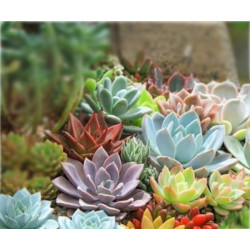 10 semen sukulentů Echeveria mix exotické a vzácné sukulenty domácí rostliny dekorace