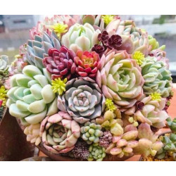 10 semen sukulentů Echeveria mix exotické a vzácné sukulenty domácí rostliny dekorace