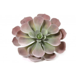 Echeveria-dužnatka růžová L