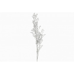 Rumex acetosa silver 81 cm