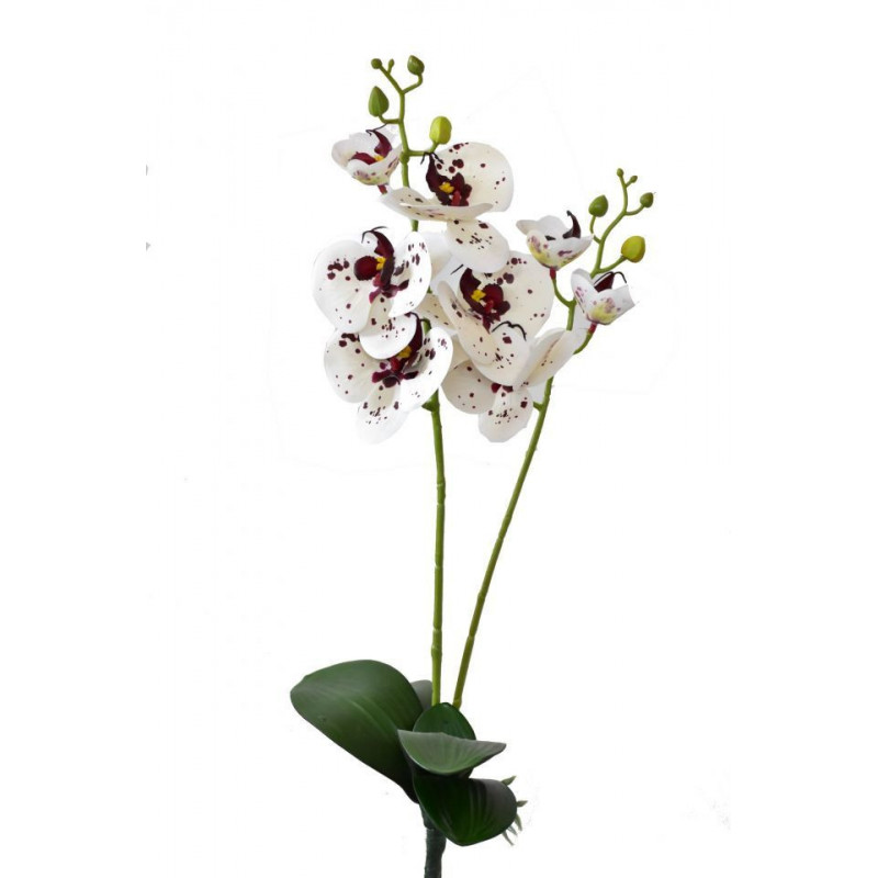 Orchidej Phalaenopsis 58 cm bílo-bordó