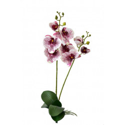 Orchidej Phalaenopsis 58 cm bílo-bordó