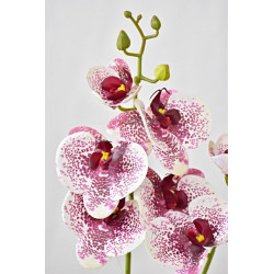 Orchidej Phalaenopsis 58 cm bílo-bordó