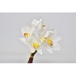 Kytička orchidejí Phalaenopsis 26 cm bílo žlutá