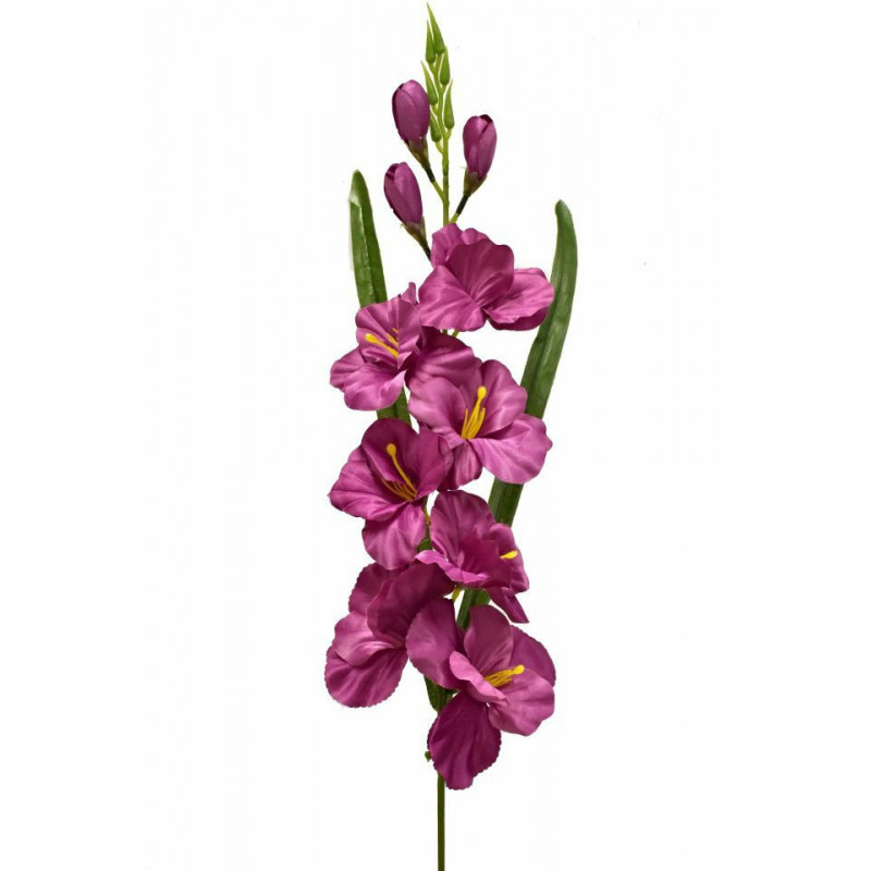 Gladiolus - mečík 77 cm tmavě fialový, 5 ks