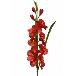 Gladiolus - mečík 77 cm červený, 5 ks