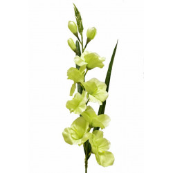 Gladiolus - mečík 77 cm zelený, 5 ks