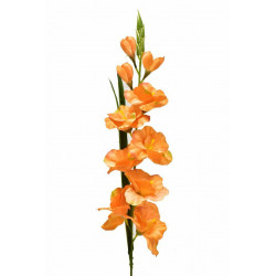 Gladiolus - mečík 77 cm oranžový, 5 ks