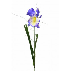 Iris 53 cm modrý, 6 ks