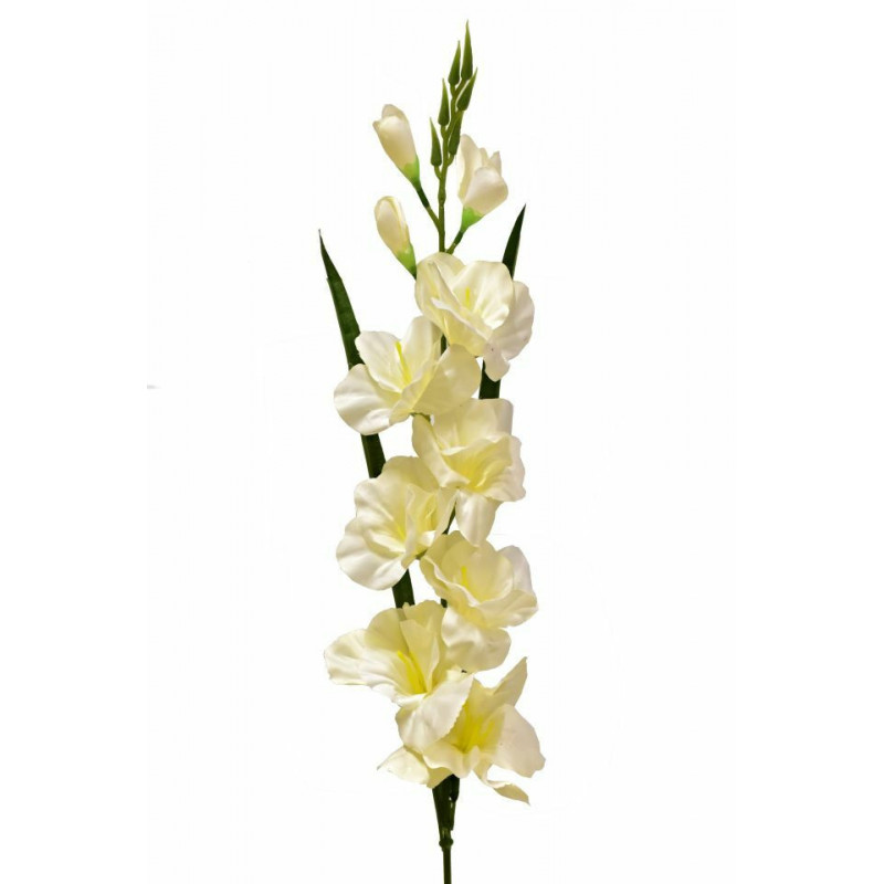 Gladiolus - mečík 77 cm krémový, 5 ks