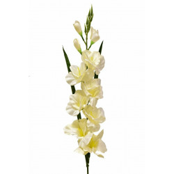 Gladiolus - mečík 77 cm krémový, 5 ks